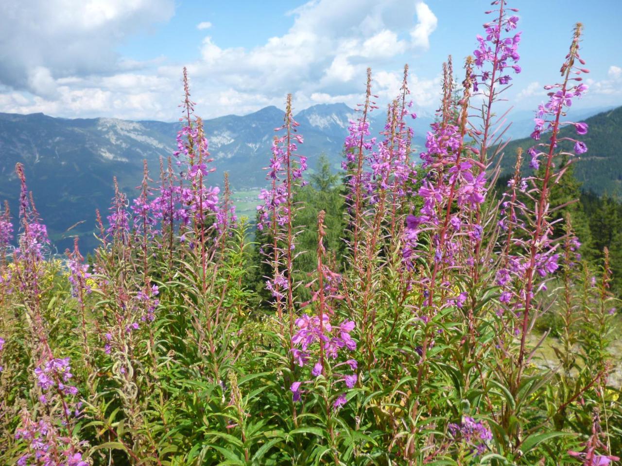 Ferienhaus Untergladner Schladming Ngoại thất bức ảnh