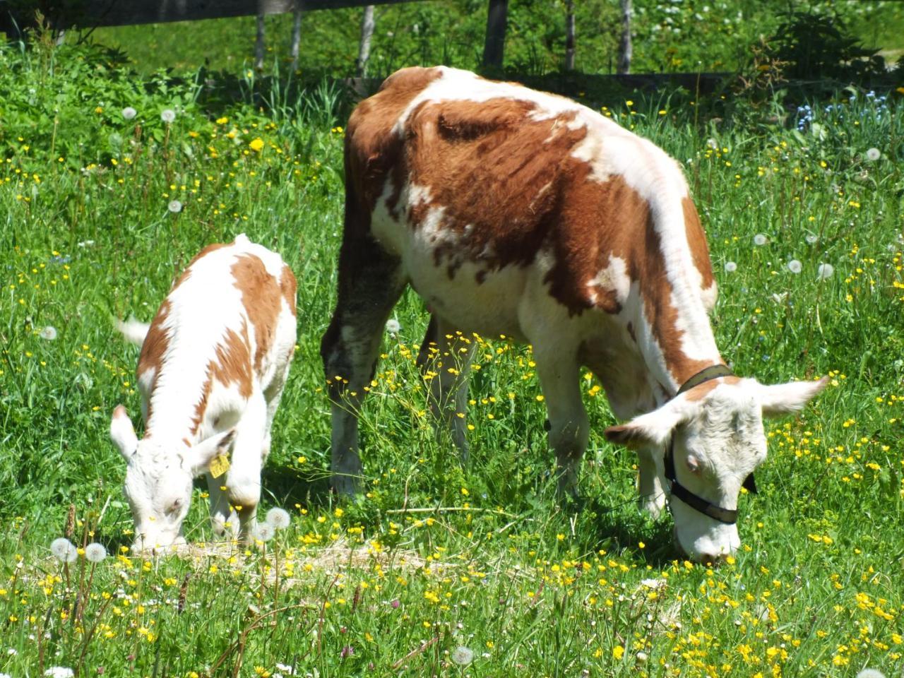 Ferienhaus Untergladner Schladming Ngoại thất bức ảnh